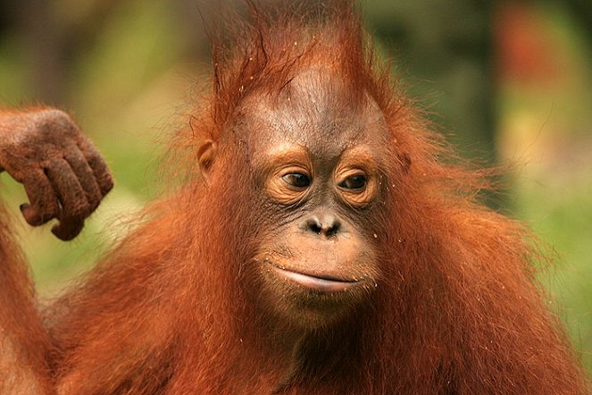 Orangutan Diary - De la película