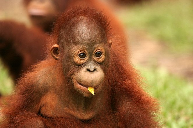 Orangutan Diary - De la película