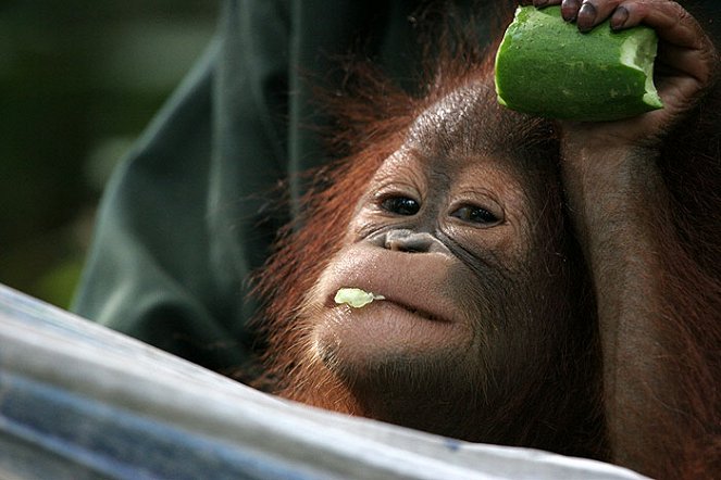 Orangutan Diary - Van film