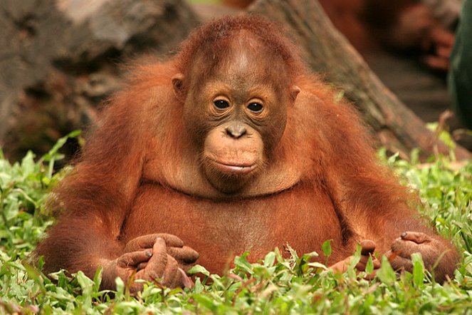Orangutan Diary - Film