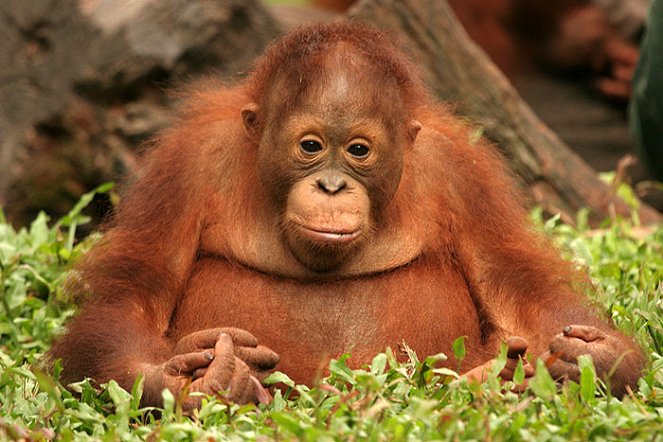 Orangutan Diary - Photos