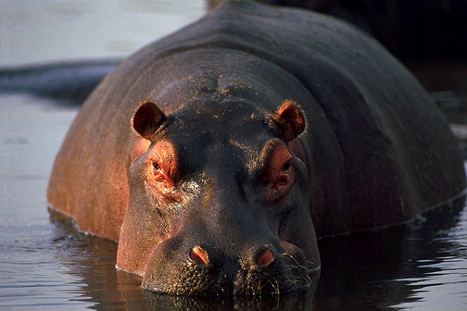 Wildlife SOS - De la película