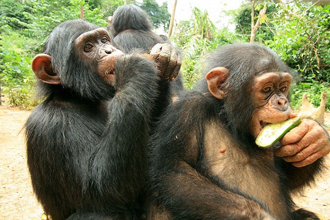 Zachránci primátů - Z filmu