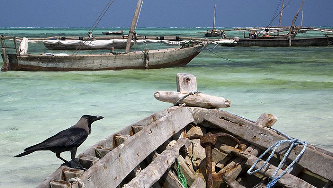 Îles de beautés - Film