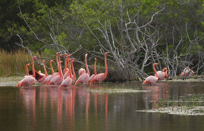 Szigetek vadvilága - Season 1 - Galapagos - Filmfotók