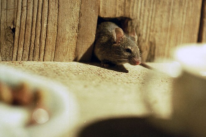 Mouse: The Secret Life - De filmes