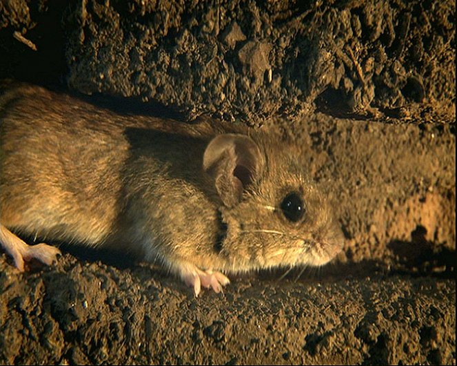 Mouse: The Secret Life - Z filmu