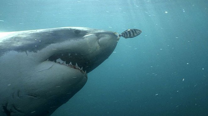 A cápa hazatér: újra itt a nagy fehér - Filmfotók