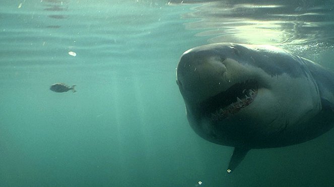 A cápa hazatér: újra itt a nagy fehér - Filmfotók