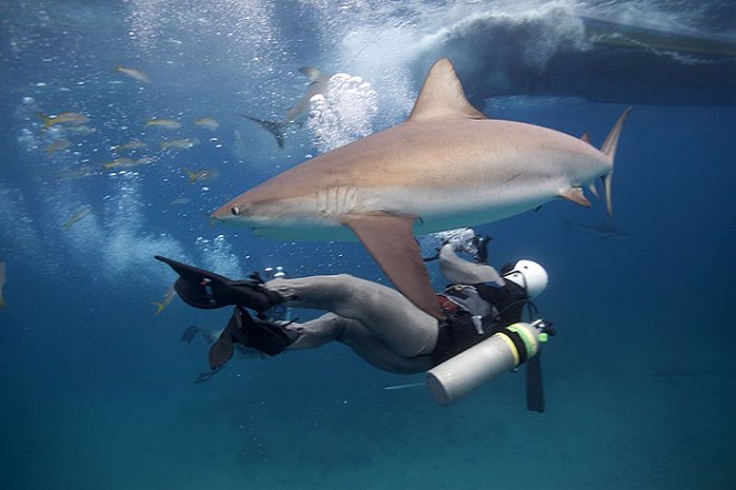 How Sharks Hunt - Photos