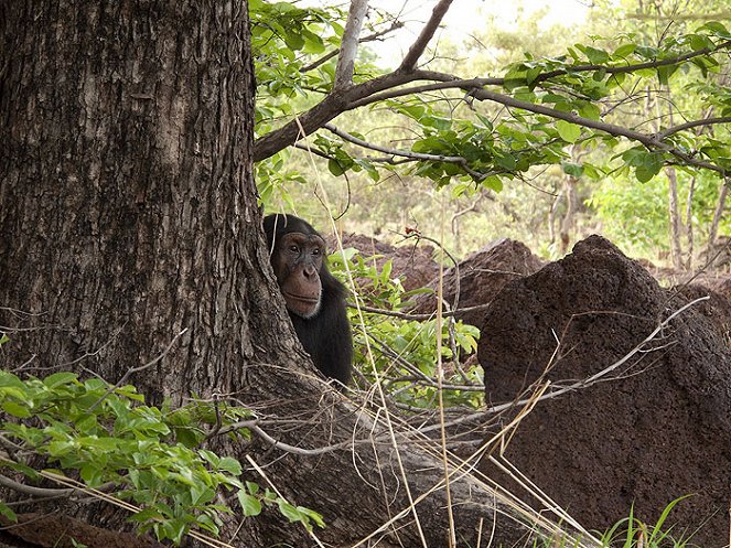 Chimps: Nearly Human - Z filmu