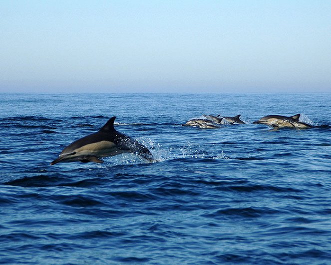 Dolphin Army - Kuvat elokuvasta