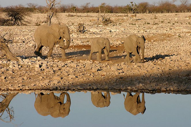 Animal Park Wild in Africa - De la película