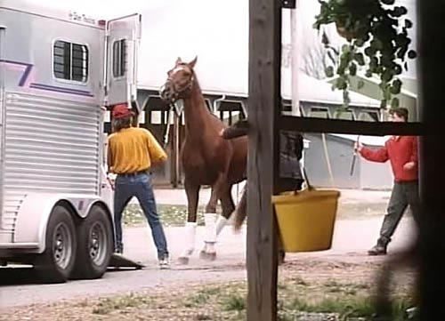 A Horse for Danny - Z filmu