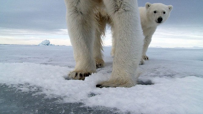 Polar Bear Spy On the Ice - De la película