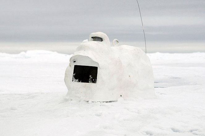 Polar Bear Spy On the Ice - Photos