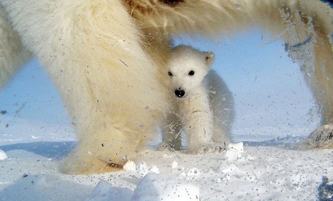 Polar Bear Spy On the Ice - Filmfotos
