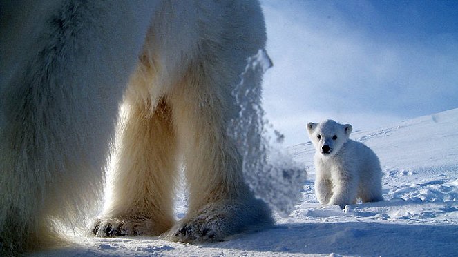 Polar Bear Spy On the Ice - Filmfotos