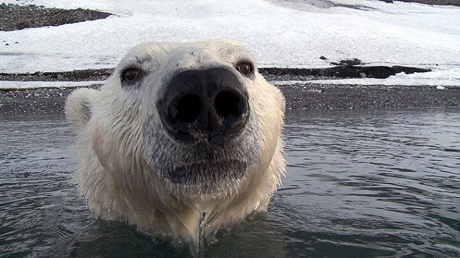 Jääkarhun salattu elämä - Kuvat elokuvasta