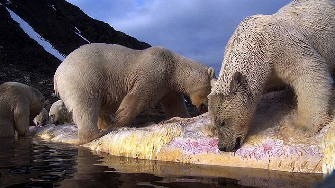 Polar Bear Spy On the Ice - Van film