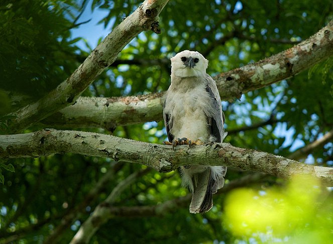 The Natural World - Season 29 - The Monkey-Eating Eagle of the Orinoco - De la película