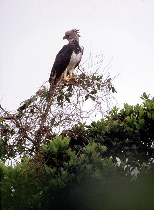 The Natural World - The Monkey-Eating Eagle of the Orinoco - Z filmu