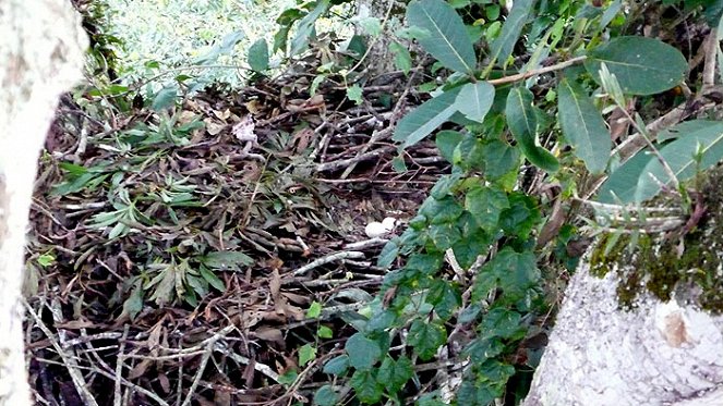 The Natural World - The Monkey-Eating Eagle of the Orinoco - Photos