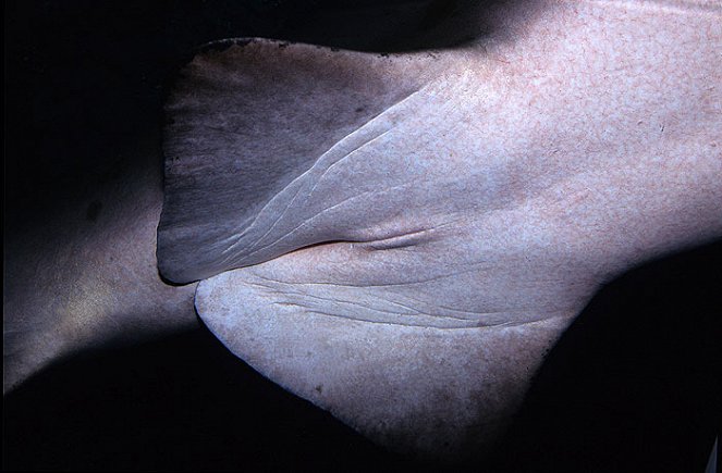 Sex under the Sea - Filmfotos