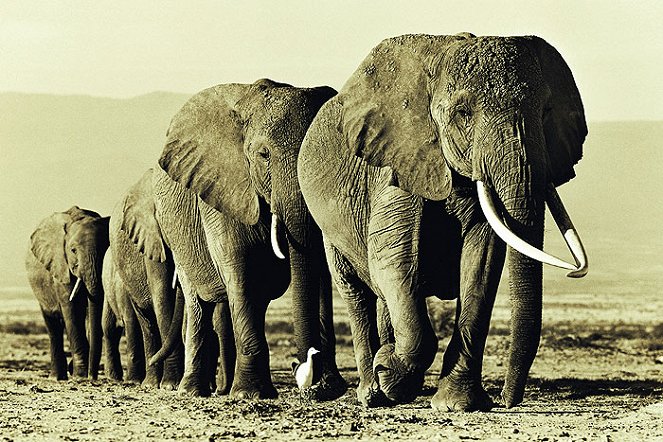 Echo - The Unforgettable Elephant - Filmfotók