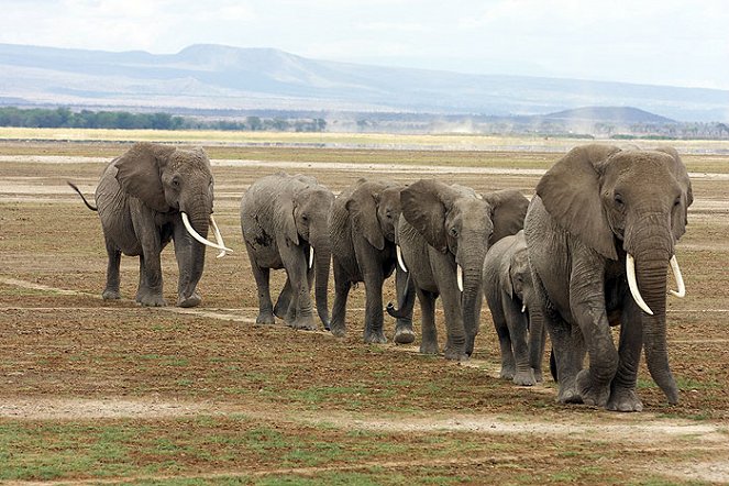 Echo - The Unforgettable Elephant - Photos