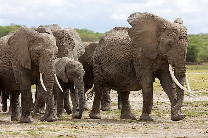 Echo - The Unforgettable Elephant - Photos