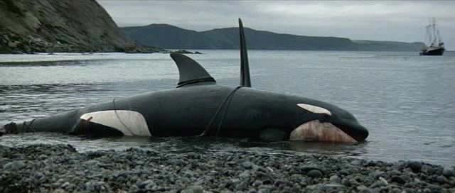 Orka - Wieloryb zabójca - Z filmu