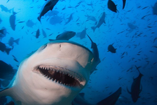 Shark Feeding Frenzy - De la película