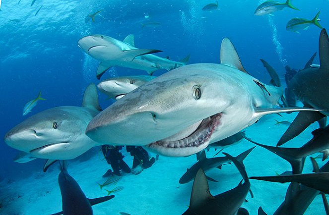 Shark Feeding Frenzy - Photos