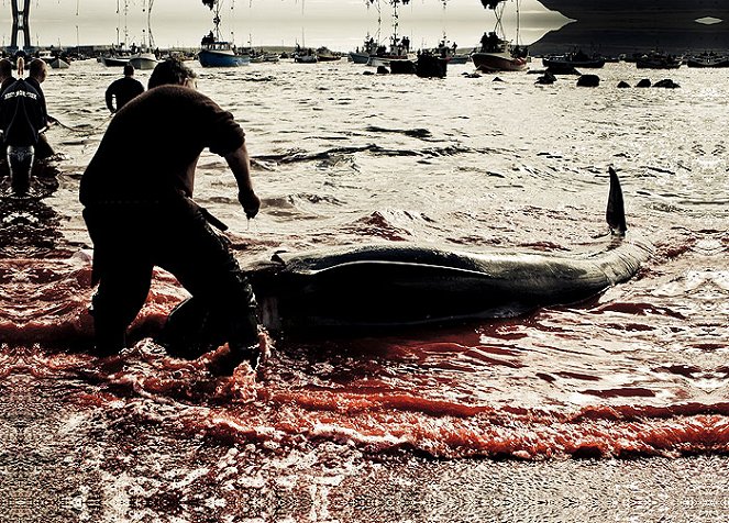 Boj o velryby - Pobřeží vikingů - Z filmu