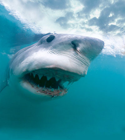 Dobrodružství oceánů: Mýtus jménem žralok - Filmfotos