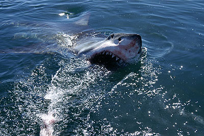 Dobrodružství oceánů: Mýtus jménem žralok - Filmfotos