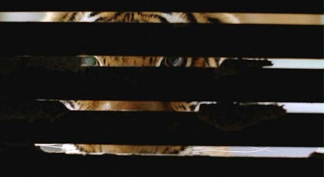 Bengálský tygr - Z filmu