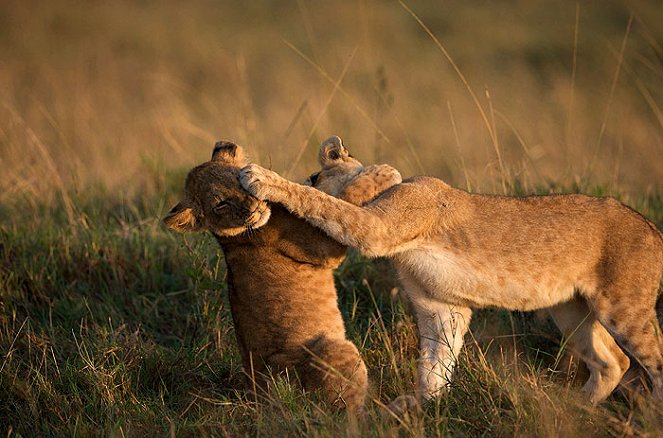 African Cats: Kingdom of Courage - Photos