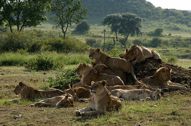 Grandes felinos africanos: El reino del coraje - De la película