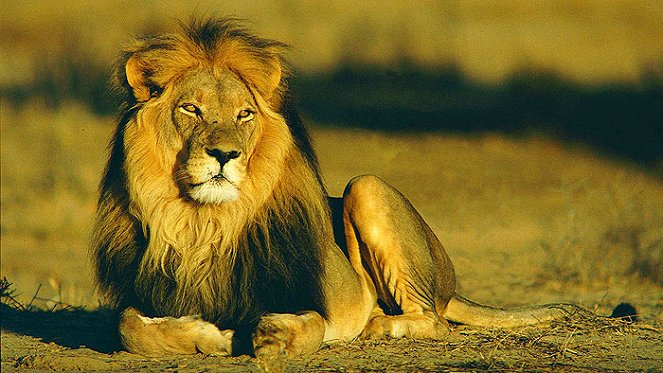 Im Jagdrevier der Löwen - Filmfotos