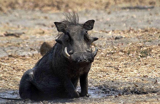 Mother Warthog - Photos
