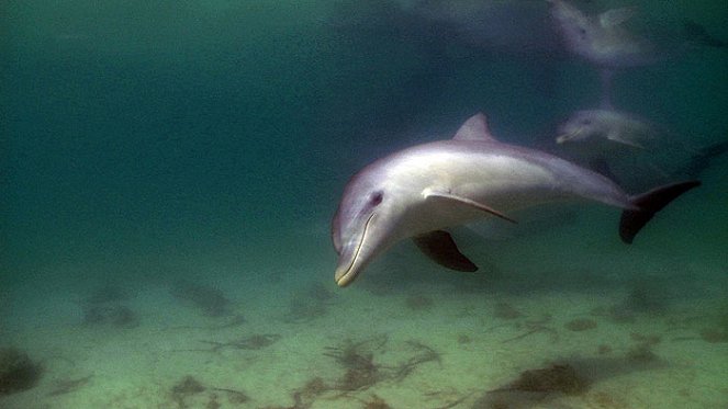 The Natural World - Season 29 - The Dolphins of Shark Bay - Van film