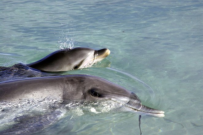 A természeti világ - The Dolphins of Shark Bay - Filmfotók