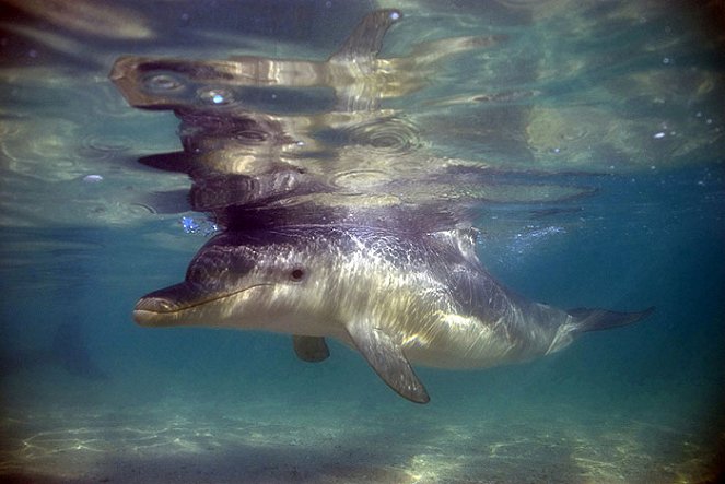 The Natural World - The Dolphins of Shark Bay - Photos