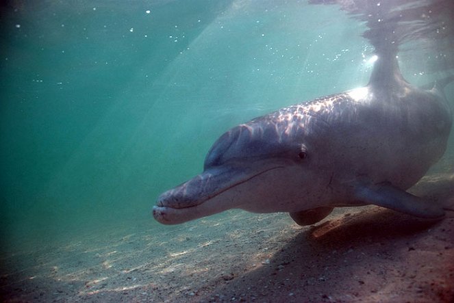 A természeti világ - Season 29 - The Dolphins of Shark Bay - Filmfotók