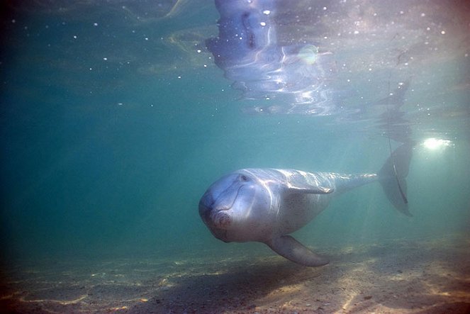 The Natural World - Season 29 - The Dolphins of Shark Bay - Photos