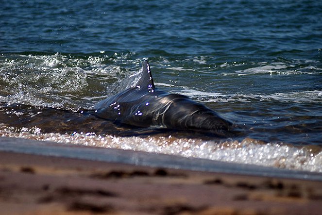 The Natural World - The Dolphins of Shark Bay - Do filme