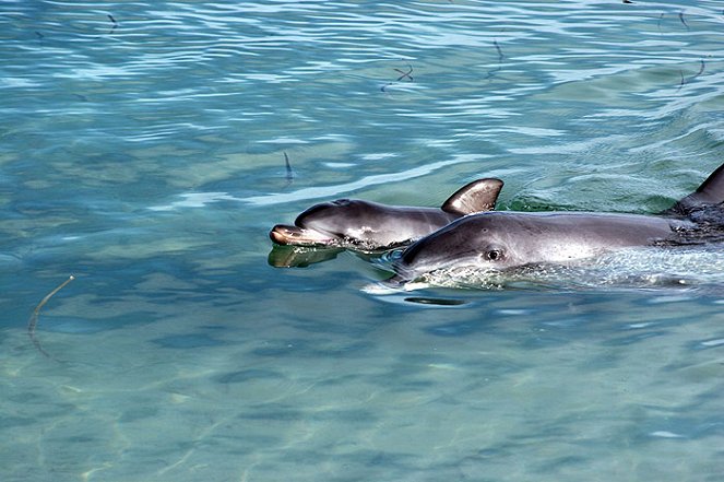 The Natural World - The Dolphins of Shark Bay - Van film
