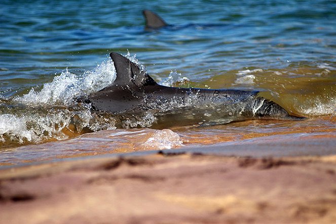 Natural World - The Dolphins of Shark Bay - Filmfotos